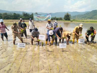 Dukung G20, Dinas Pertanian Mabar Galakkan Tanam Padi Sawah Tahap II di Boleng