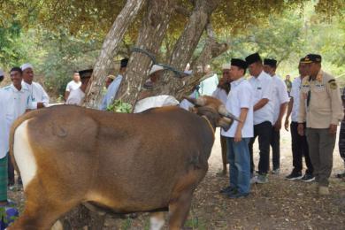 Wabup Mabar Serahkan Hewan Kurban di Menjaga